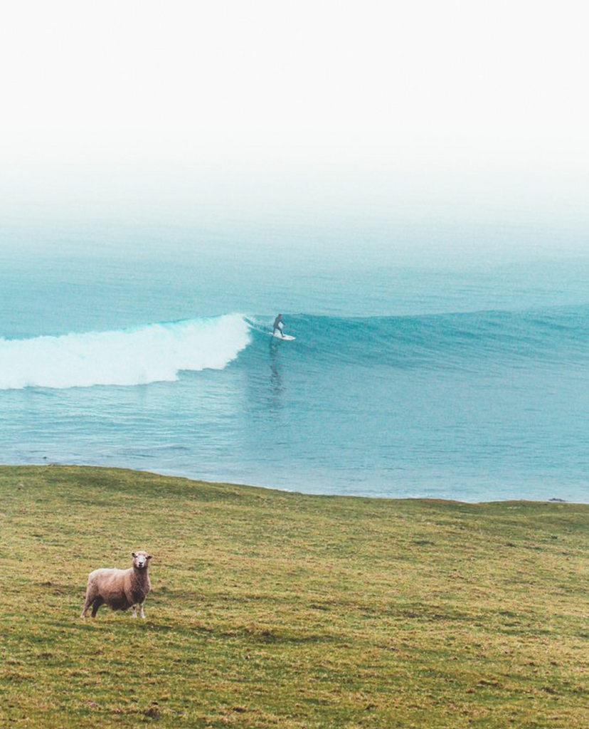 Surfing With Animals by Luke Fraser