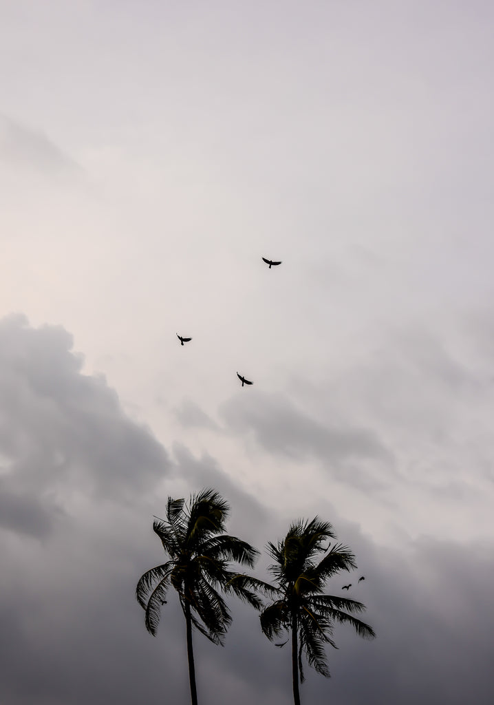 Storm Brewing by Katie Rae