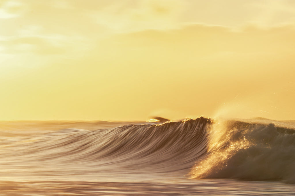 Golden Morning by Shayne Stadnick