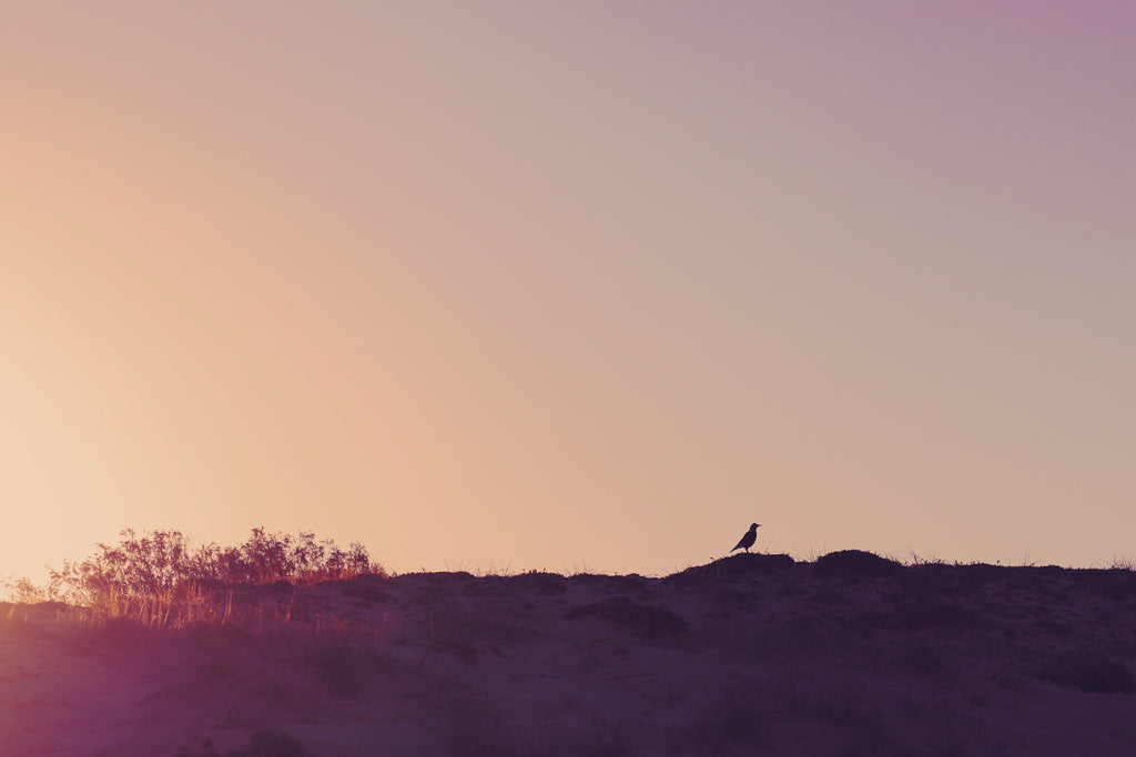 Rest Ya Wings by Tony Palmer