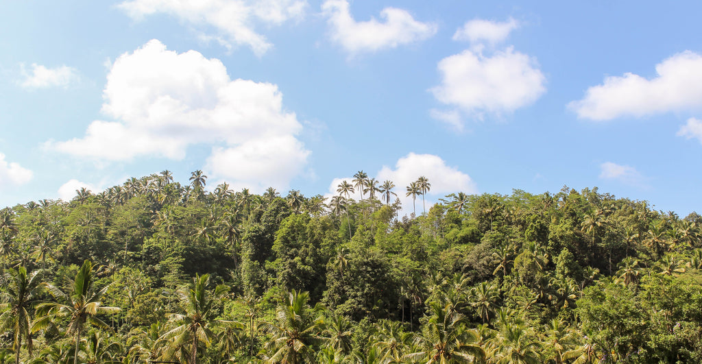 Tropical Paradise by Haydn Shallvey