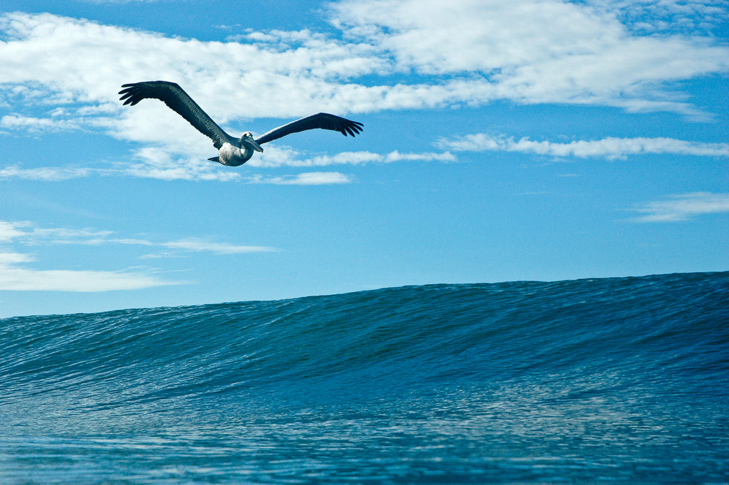 Pelican by Keith Novosel