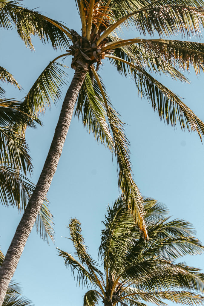 Palm Tree Forrest by Amelia Stothard